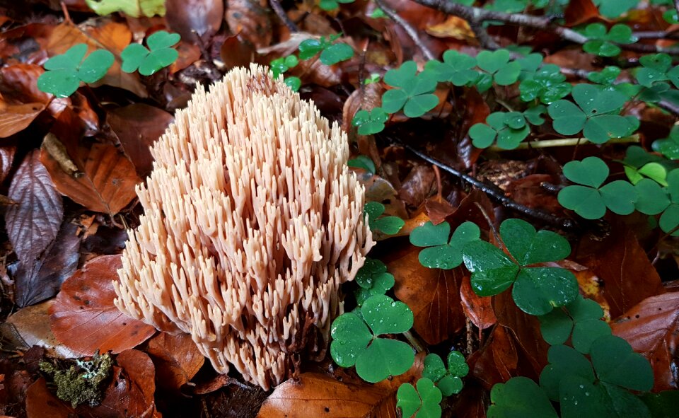 Forest floor nature klee