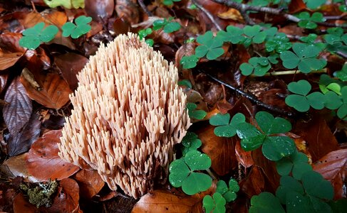 Forest floor nature klee
