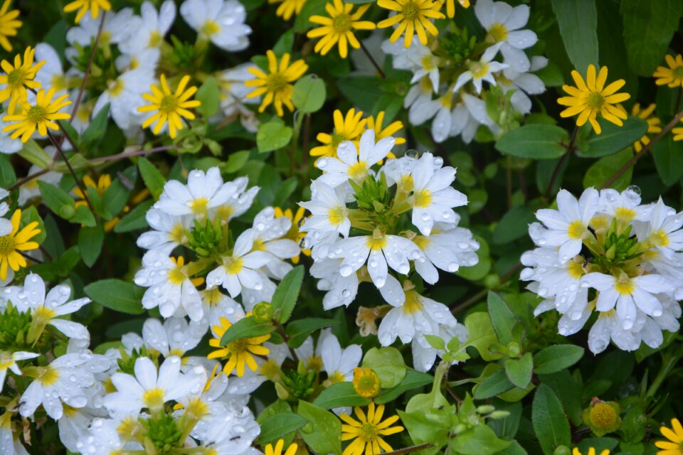 Nature bouquet white flowers