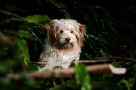 Cute fur brown