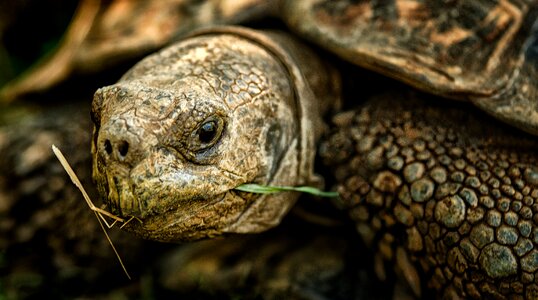 Shell nature wild