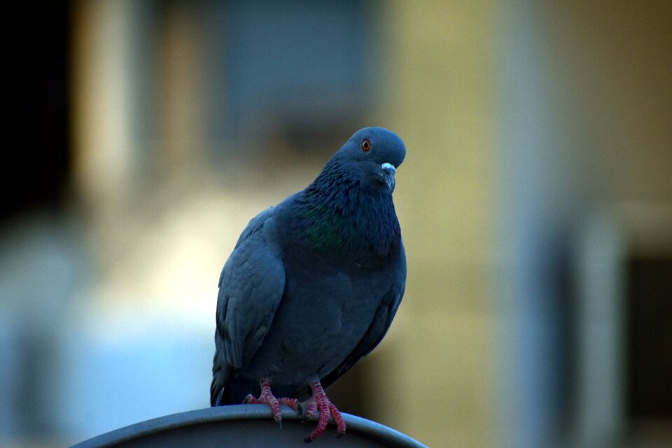 Staring inquisitive bird photo