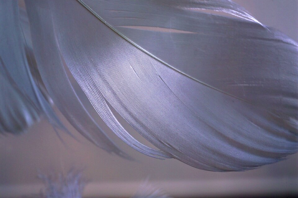 Feather lightweight nostalgia