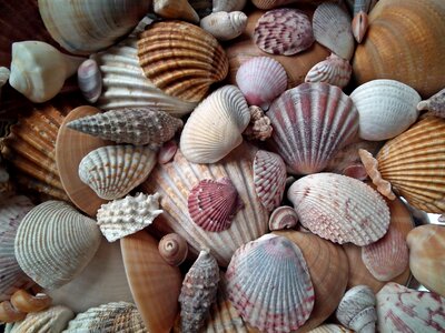 Crustaceans mussels scallop photo