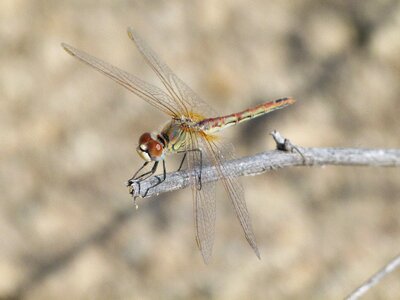 Detail sympetrum sinaiticum yellow dragonfly photo