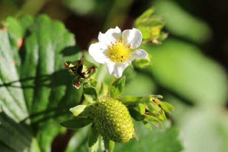 Fruit bill berry summer