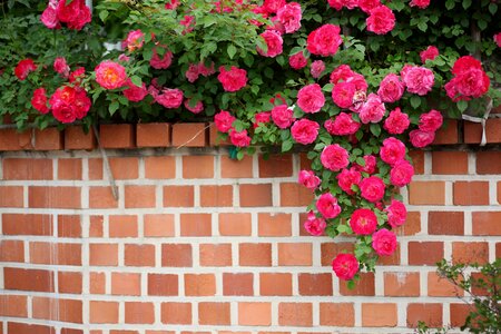 Plants wall vine photo