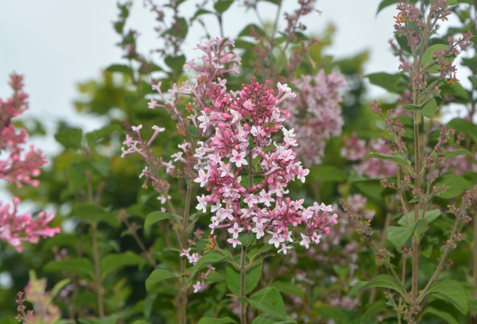 Shrub summer flowers garden