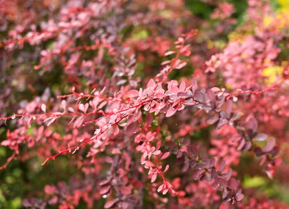 Rose bush plant ornamental plant