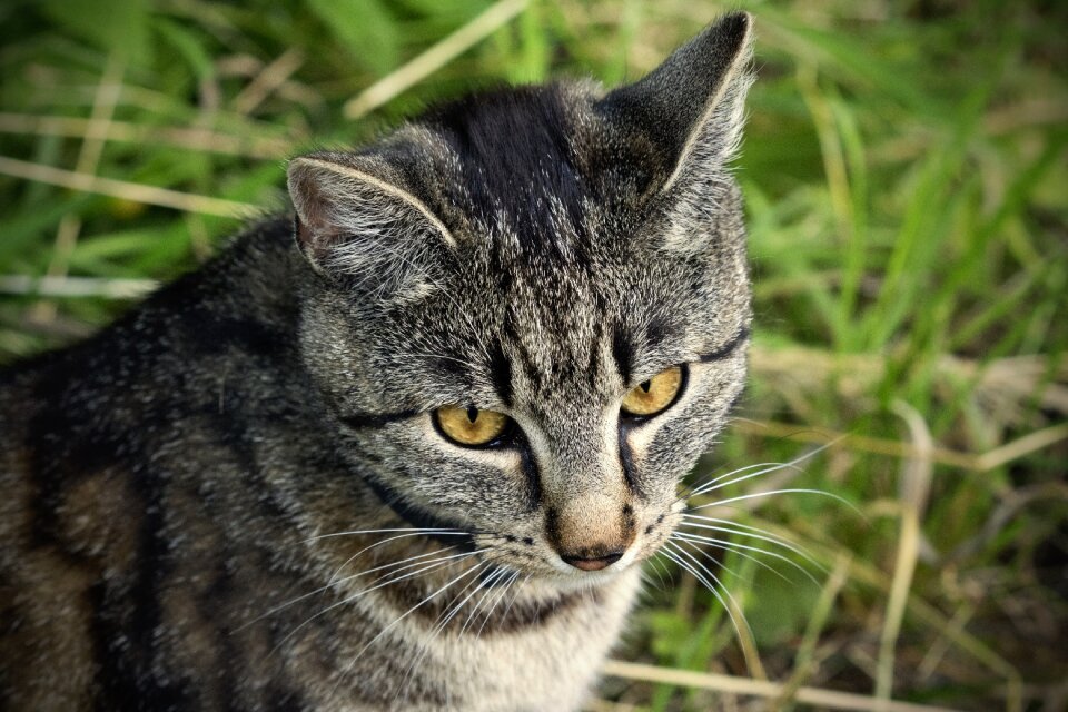 Animals nature cat's eyes