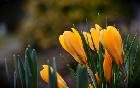 Nature flowers garden