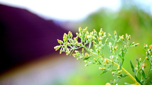 Flower outdoors growth