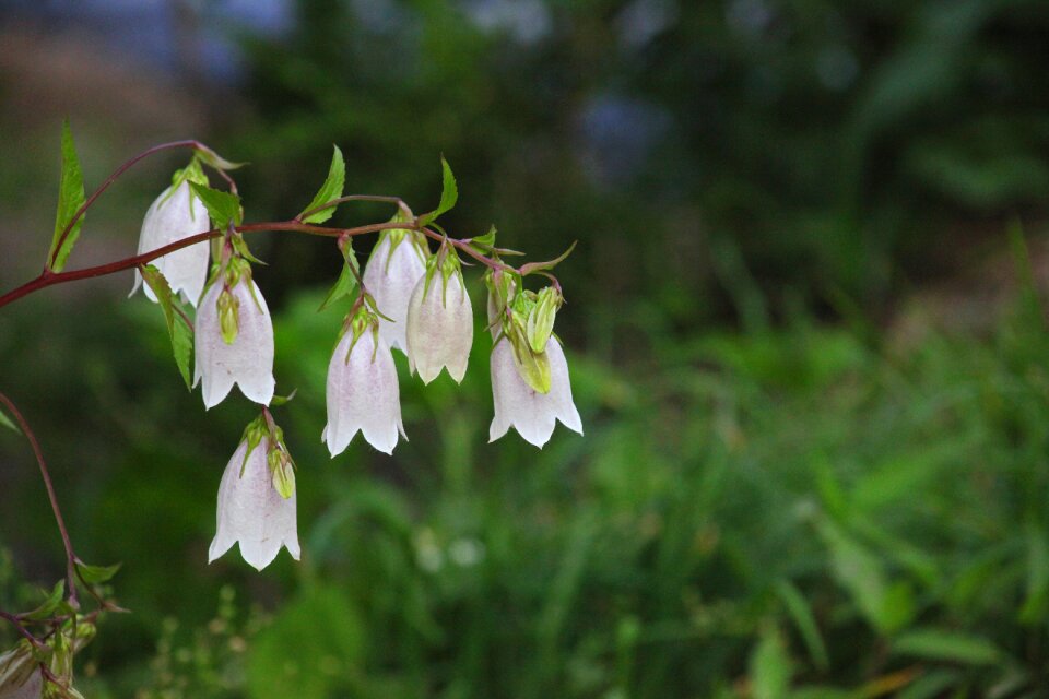 Leaf outdoors campanula punctata