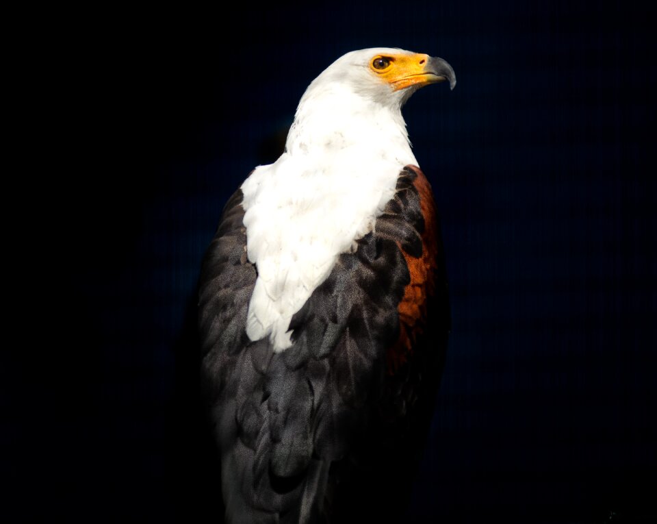African bird hunter