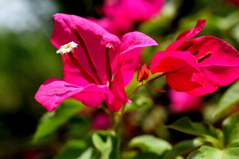 Floral spring summer
