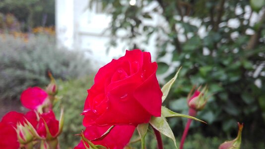 Colour color flower