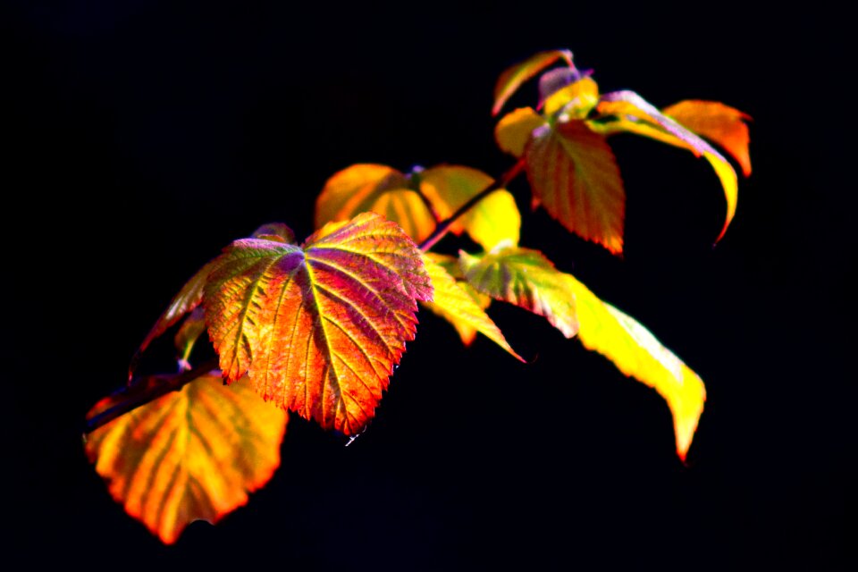 Autumn fall foliage fall leaves