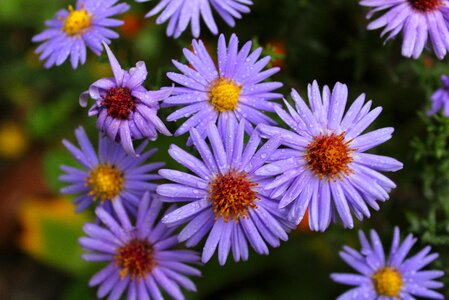 Nature blooming plant