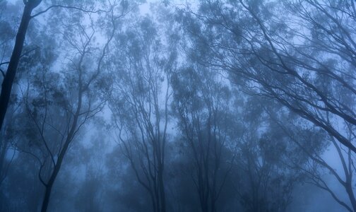 Foggy morning mystery photo