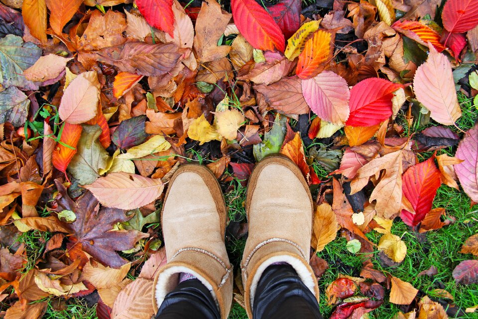 Leaf season nature