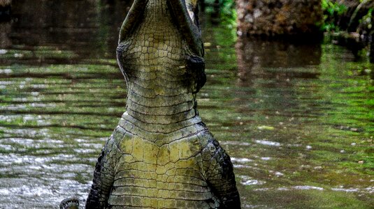 Nature wild wildlife