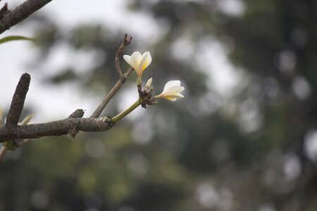 Outdoors branch flora