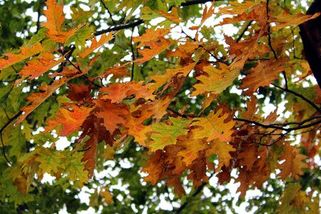 Tree autumn gold oak leaves photo