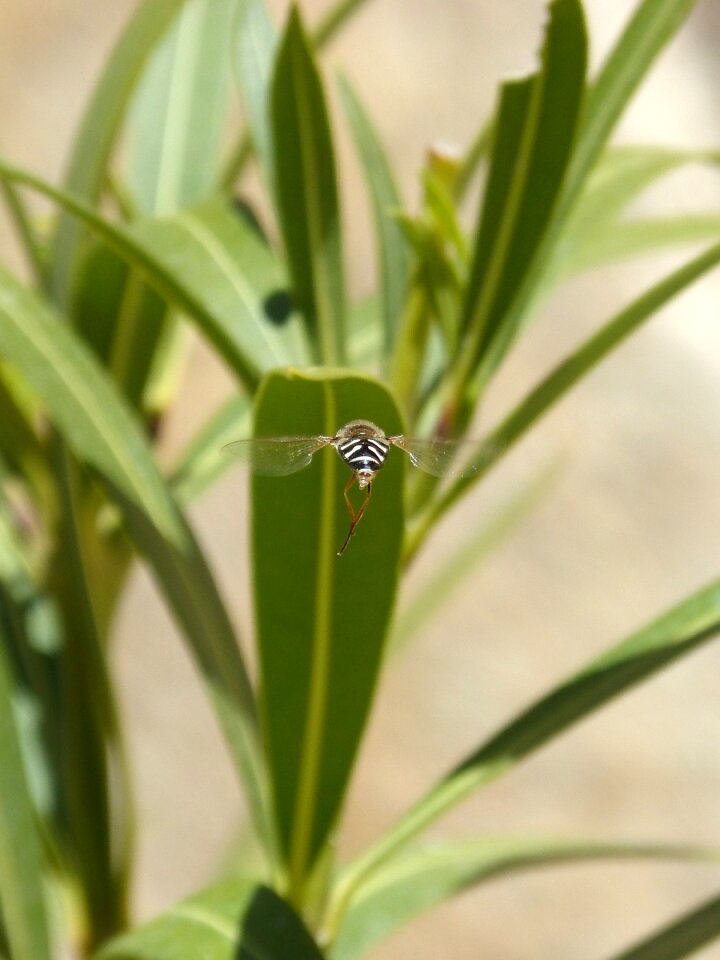 False bee leaf plant