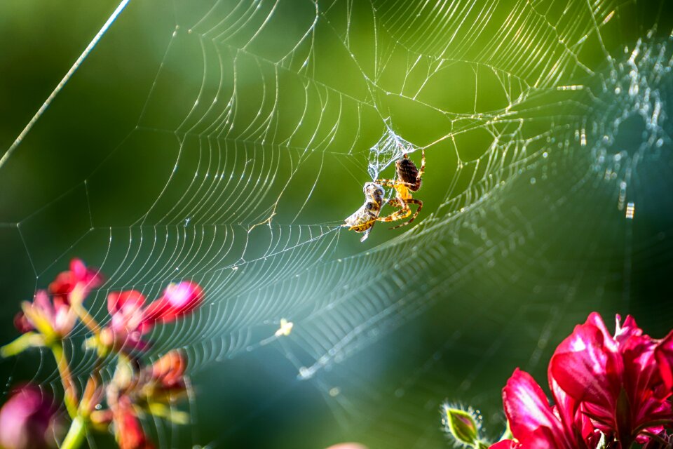 Cobweb caught close up