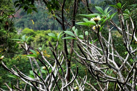 Tree leaf plant