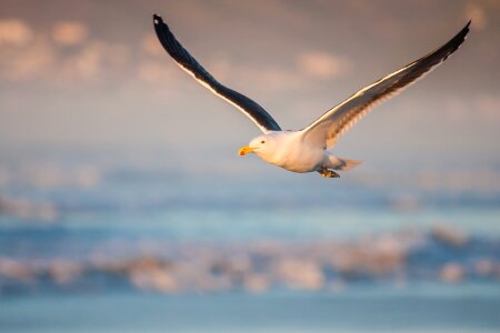 Flying cape gull seabird