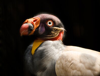 Beautiful wildlife beak