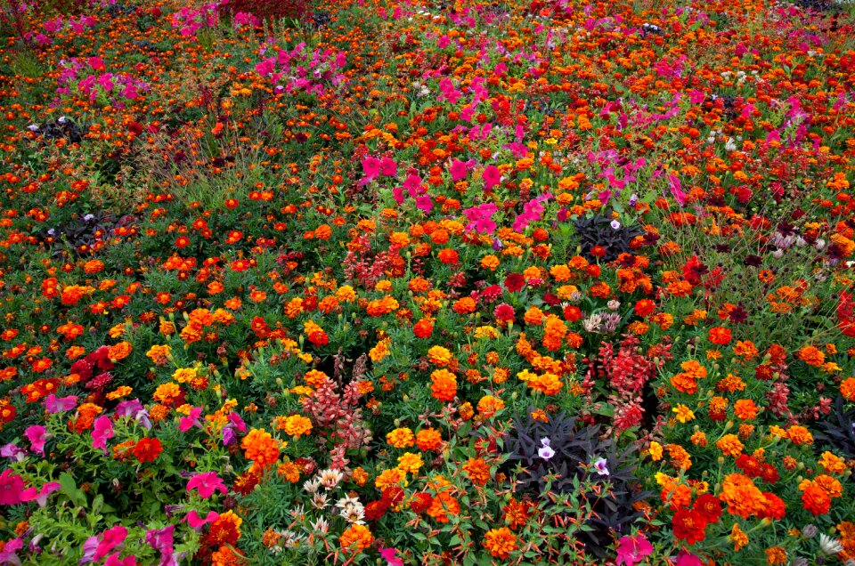 Bloom summer flower orange