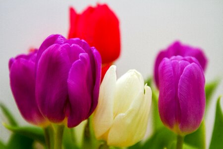 Purple white red