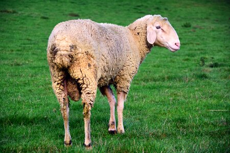 White sheep wool livestock photo