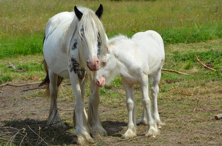 Horses horse pre