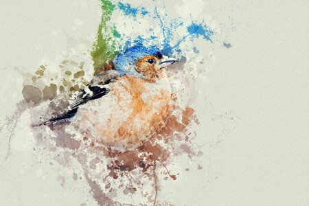 Birds watercolor colorful birds photo