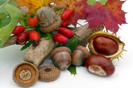 Rose hip fruits forest fruits