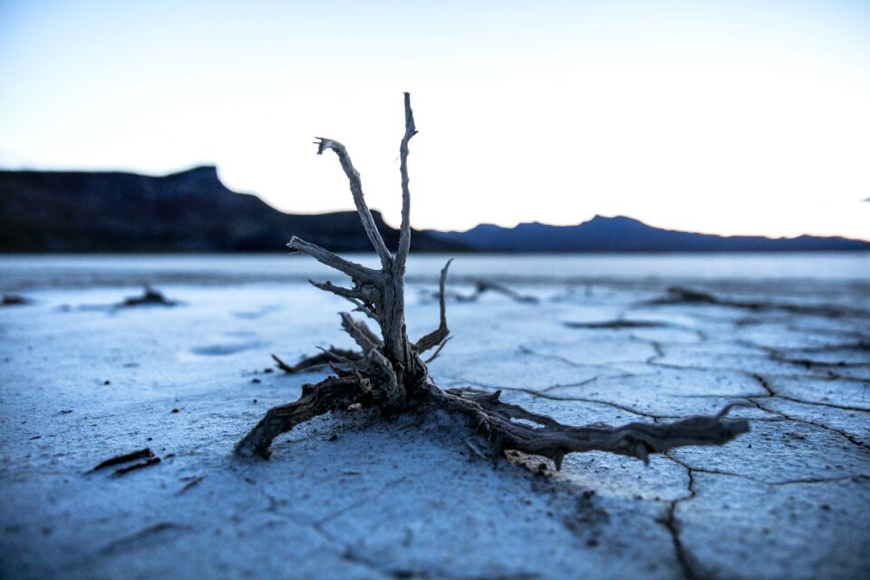 Dry mountain wood