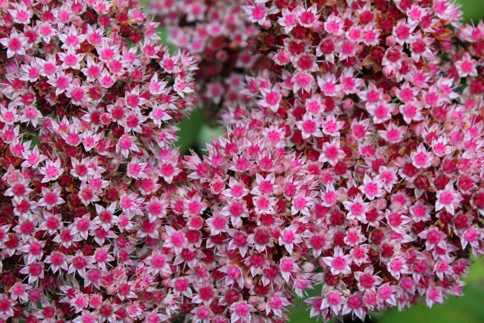 Flower nature garden