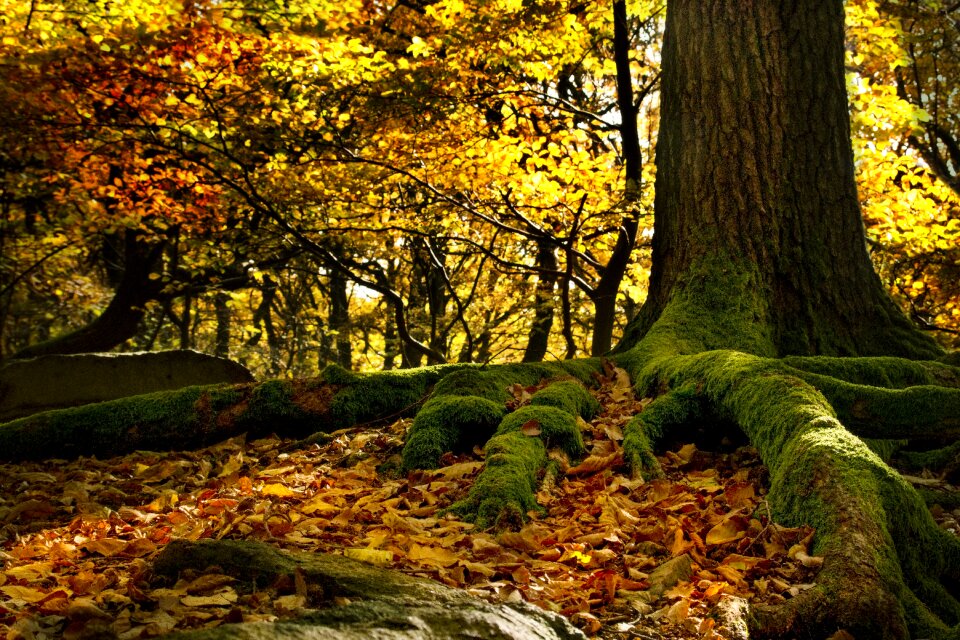 Colors autumn autumn leaves
