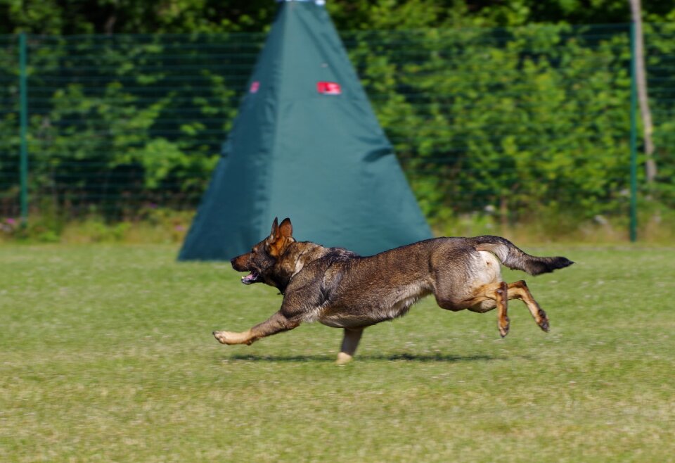 Dog animal competition