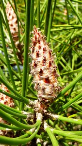 Outdoor plant points