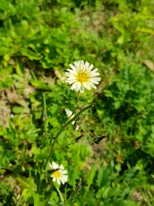 Spring october flowers