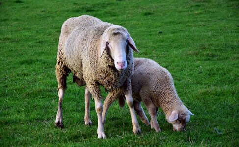 Lamb sweet pasture