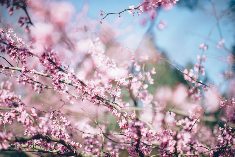 Blossoms spring summer