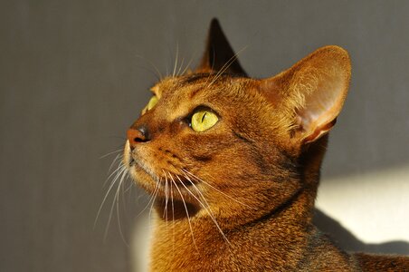 Koshkiabissintsy abissinskayakoshka cat looking
