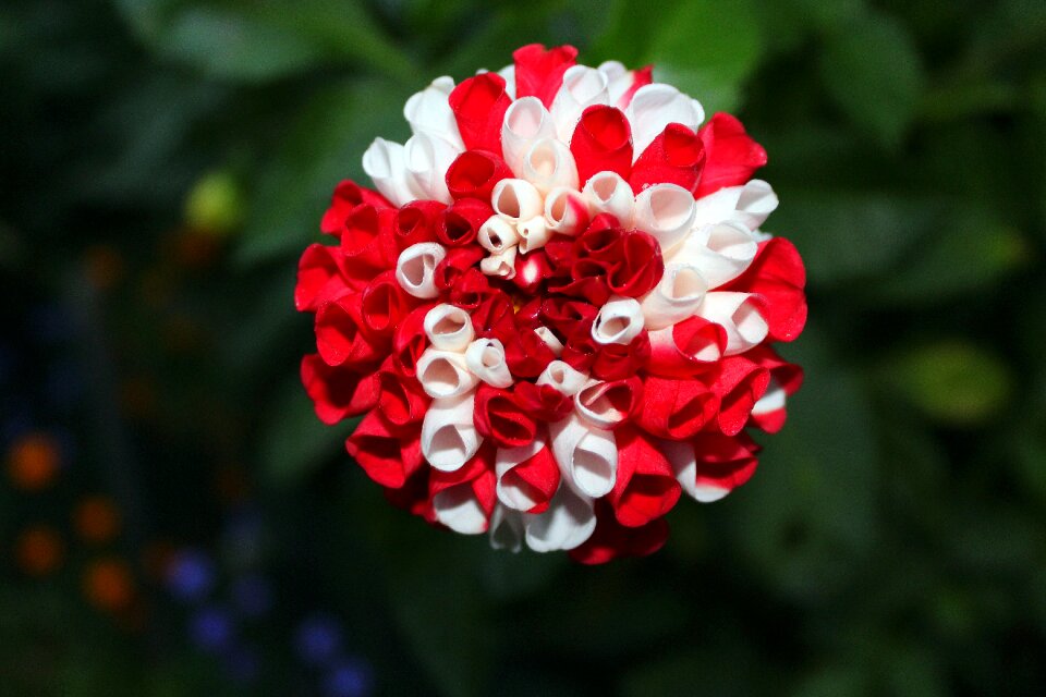 White - red beauty nature