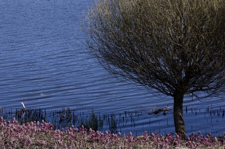 Landscape lake butterbur