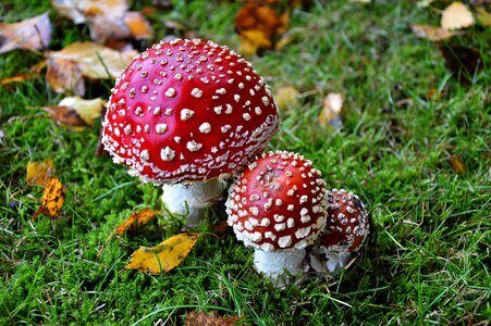 Garden toxic red